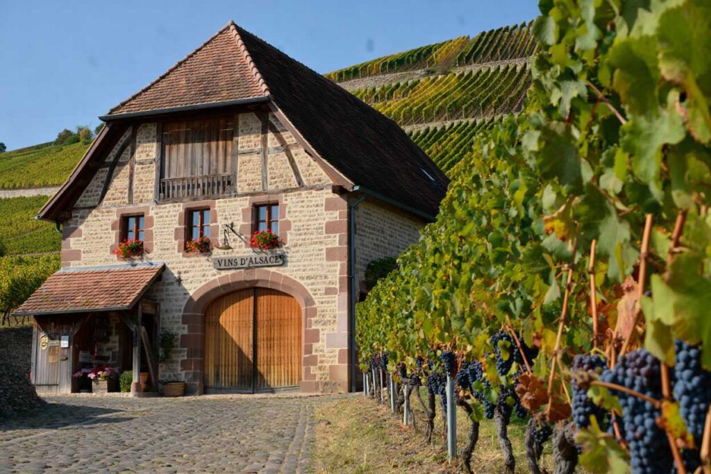 parcours viticole alsace vtc