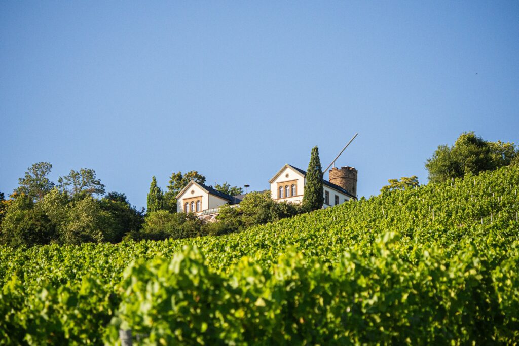 Paysages des vignobles alsaciens lors d’un circuit touristiqu
